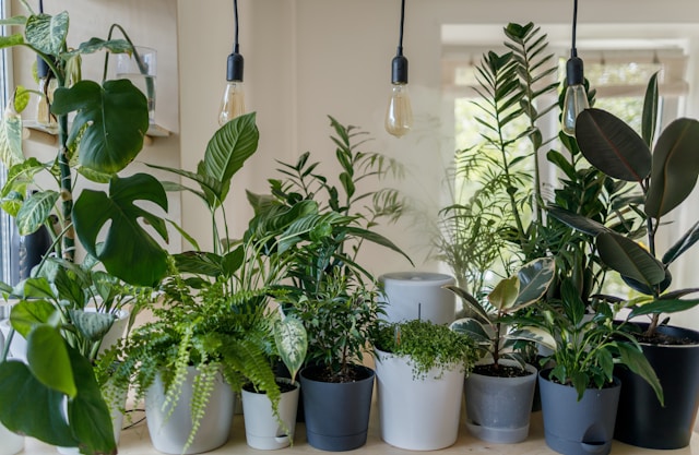 Discover Indoor Gardening at The Place at Fifth+Broadway 